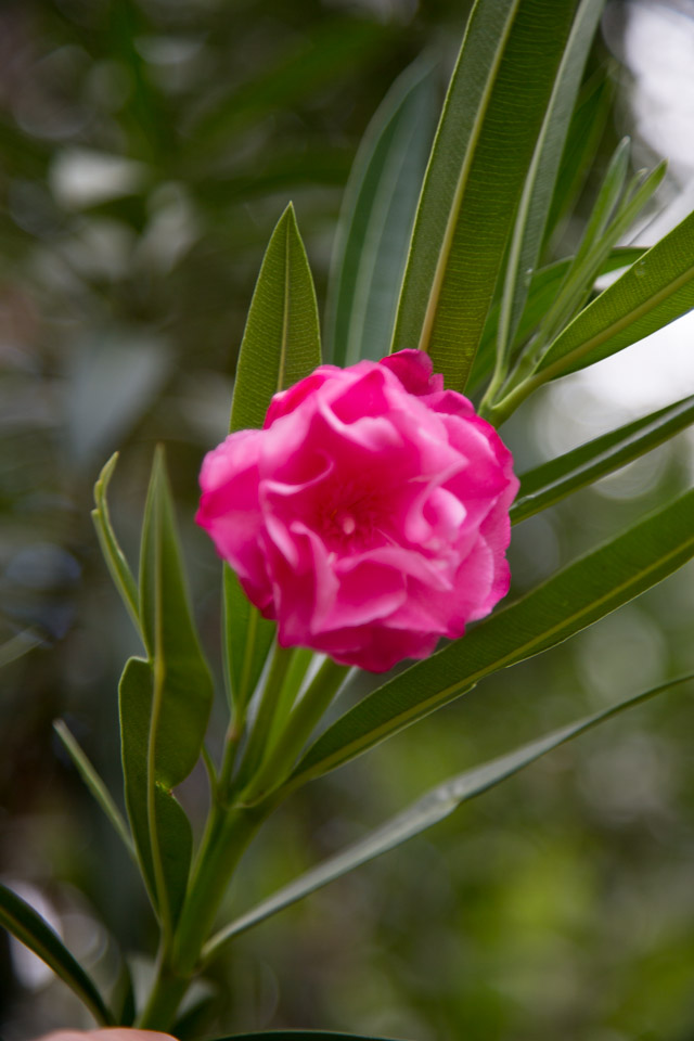 3L9A3793.jpg Les fleurs de Polynesie - Copyright : See Otherwise 2012 - 2025