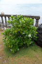 Les fleurs de Polynesie - Copyright : See Otherwise 2012 - 2025