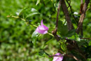 Les fleurs de Polynesie - Copyright : See Otherwise 2012 - 2026
