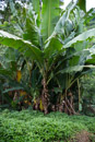 Les fleurs de Polynesie - Copyright : See Otherwise 2012 - 2023