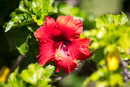 Les fleurs de Polynesie - Copyright : See Otherwise 2012 - 2026