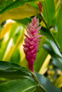 Les fleurs de Polynesie - Copyright : See Otherwise 2012 - 2023