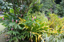 Les fleurs de Polynesie - Copyright : See Otherwise 2012 - 2023
