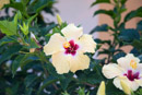 Les fleurs de Polynesie - Copyright : See Otherwise 2012 - 2026
