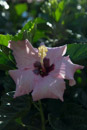 Les fleurs de Polynesie - Copyright : See Otherwise 2012 - 2023