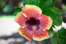Les fleurs de Polynesie - Copyright : See Otherwise 2012 - 2026