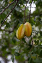 Les fleurs de Polynesie - Copyright : See Otherwise 2012 - 2026