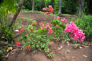 Les fleurs de Polynesie - Copyright : See Otherwise 2012 - 2023