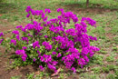 Les fleurs de Polynesie - Copyright : See Otherwise 2012 - 2023