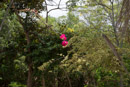 Les fleurs de Polynesie - Copyright : See Otherwise 2012 - 2026