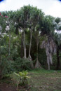 Les fleurs de Polynesie - Copyright : See Otherwise 2012 - 2023