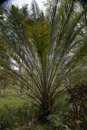 Les fleurs de Polynesie - Copyright : See Otherwise 2012 - 2023