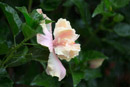 Les fleurs de Polynesie - Copyright : See Otherwise 2012 - 2023