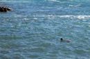 3L9A8609.jpg Mer et surfeurs - Copyright : See Otherwise 2012 - 2023