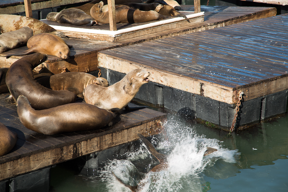 3L9A1340.jpg San Francisco - Copyright : See Otherwise 2012 - 2026