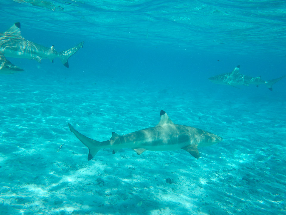 IMGP1212.jpg Sous l eau - Bora Bora - Copyright : See Otherwise 2012 - 2025