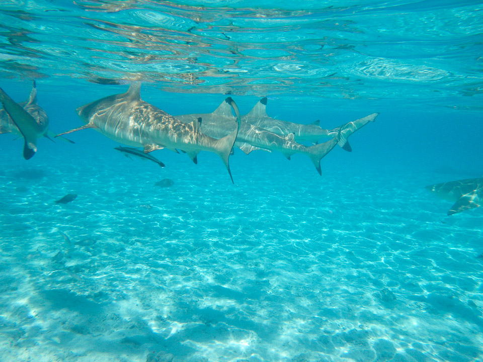 IMGP1213.jpg Sous l eau - Bora Bora - Copyright : See Otherwise 2012 - 2025