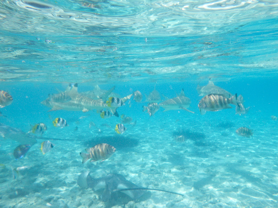 IMGP1215.jpg Sous l eau - Bora Bora - Copyright : See Otherwise 2012 - 2025