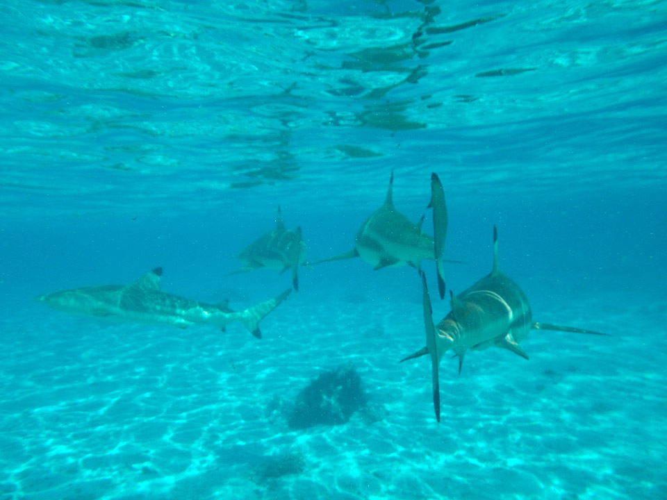 IMGP1218.jpg Sous l eau - Bora Bora - Copyright : See Otherwise 2012 - 2025