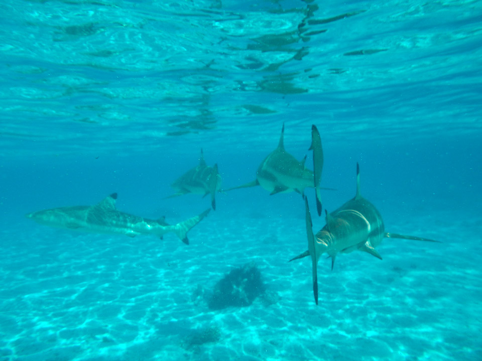 IMGP1218.jpg Sous l eau - Bora Bora - Copyright : See Otherwise 2012 - 2024