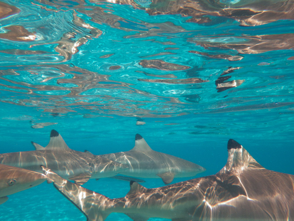 IMGP1223.jpg Sous l eau - Bora Bora - Copyright : See Otherwise 2012 - 2025