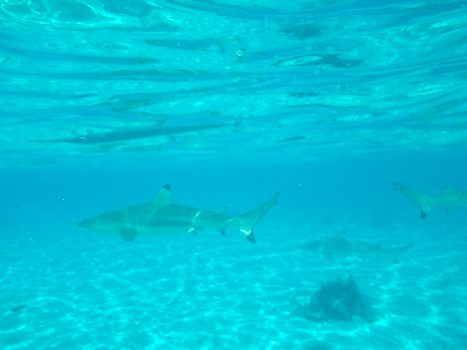 IMGP1227.jpg Sous l eau - Bora Bora - Copyright : See Otherwise 2012 - 2025