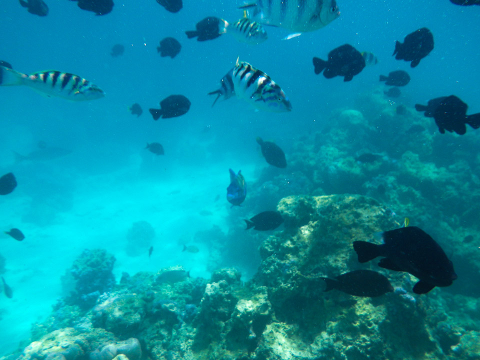 IMGP1233.jpg Sous l eau - Bora Bora - Copyright : See Otherwise 2012 - 2025