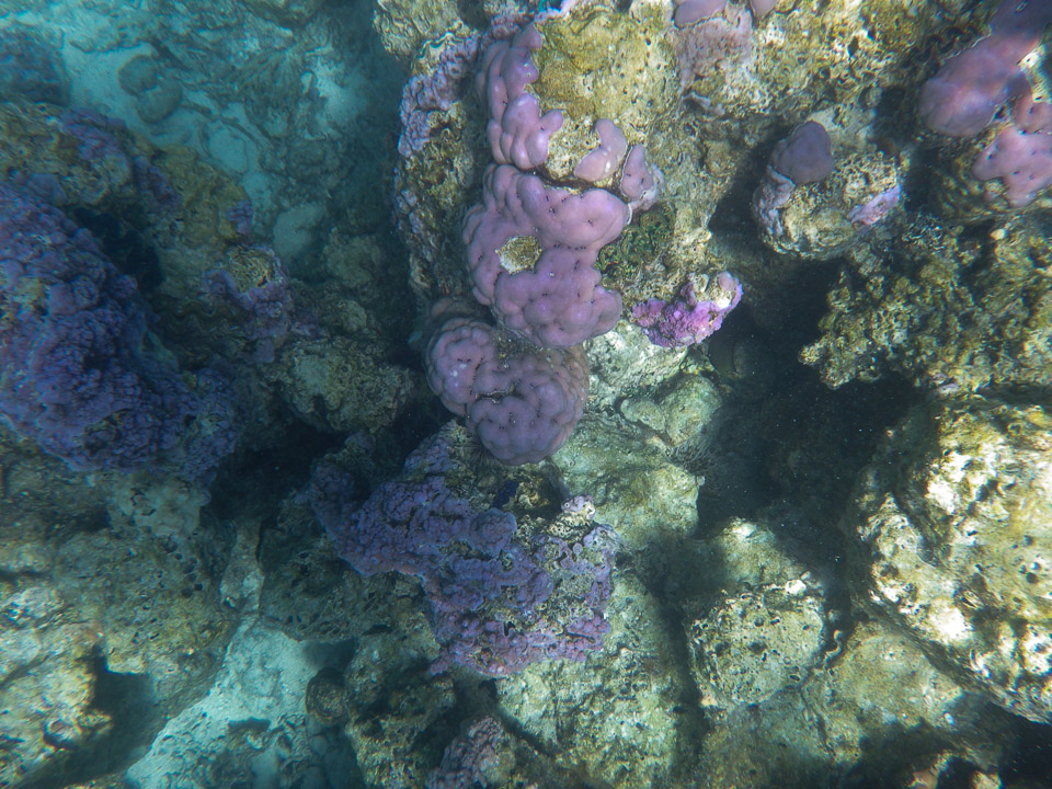 IMGP1237.jpg Sous l eau - Bora Bora - Copyright : See Otherwise 2012 - 2024