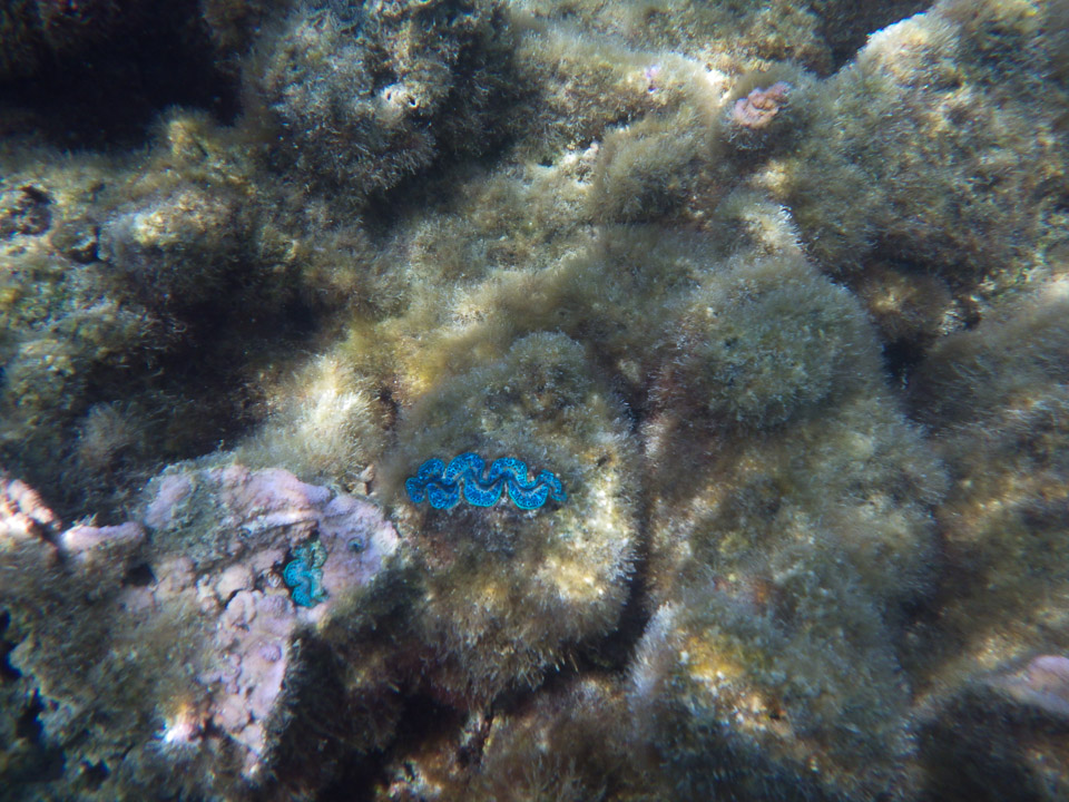 IMGP1238.jpg Sous l eau - Bora Bora - Copyright : See Otherwise 2012 - 2024