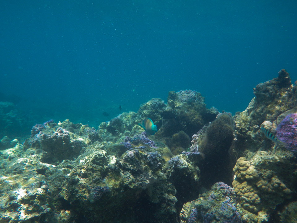 IMGP1241.jpg Sous l eau - Bora Bora - Copyright : See Otherwise 2012 - 2024