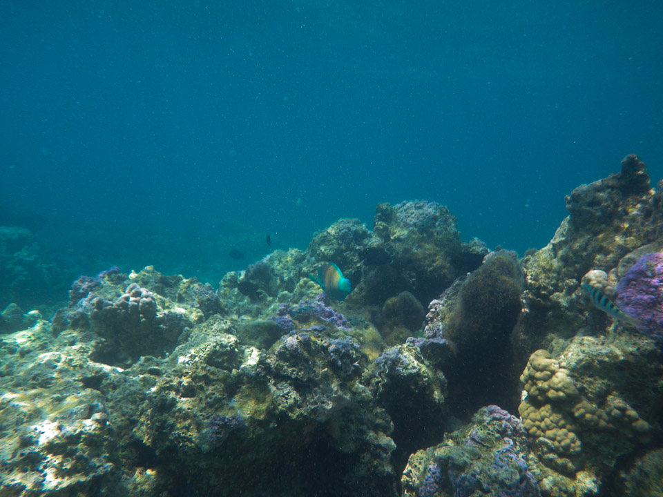 IMGP1241.jpg Sous l eau - Bora Bora - Copyright : See Otherwise 2012 - 2025