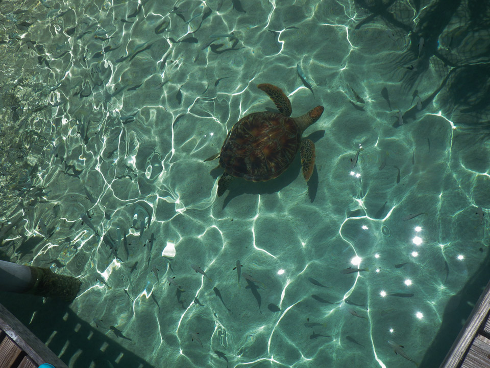 IMGP1268.jpg Sous l eau - Bora Bora - Copyright : See Otherwise 2012 - 2025