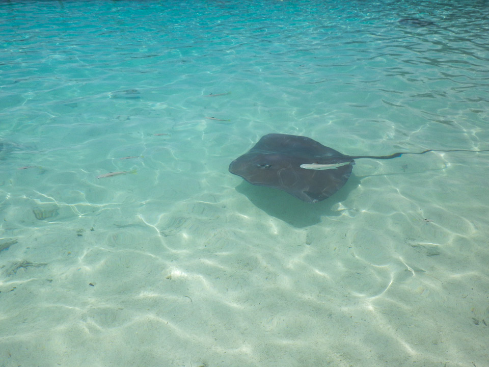 IMGP1278.jpg Sous l eau - Bora Bora - Copyright : See Otherwise 2012 - 2025
