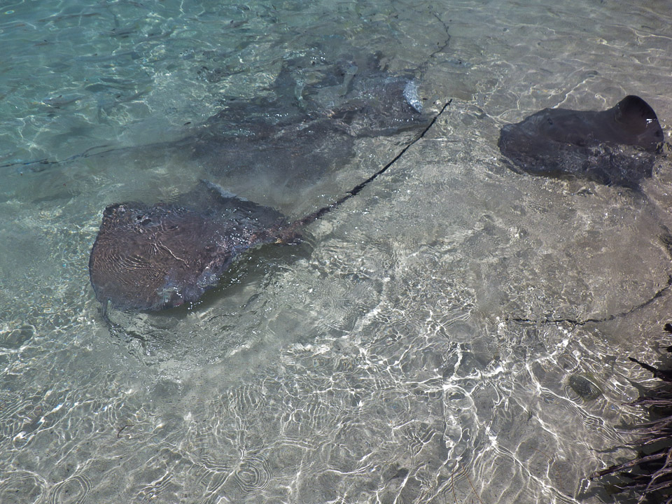 IMGP1280.jpg Sous l eau - Bora Bora - Copyright : See Otherwise 2012 - 2025