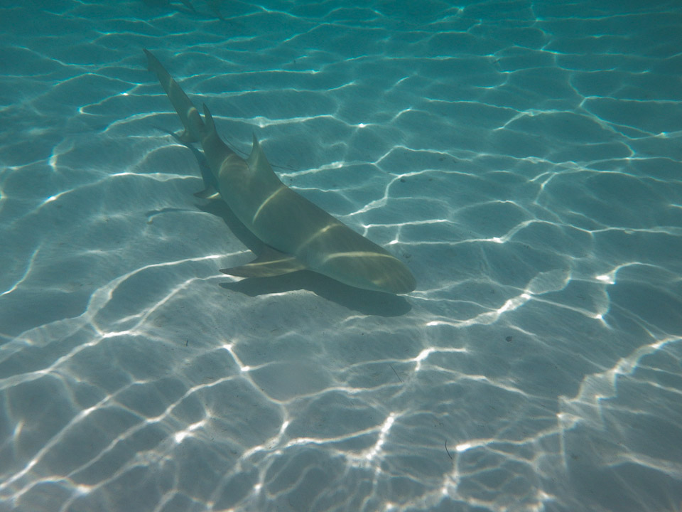 IMGP1293.jpg Sous l eau - Bora Bora - Copyright : See Otherwise 2012 - 2024