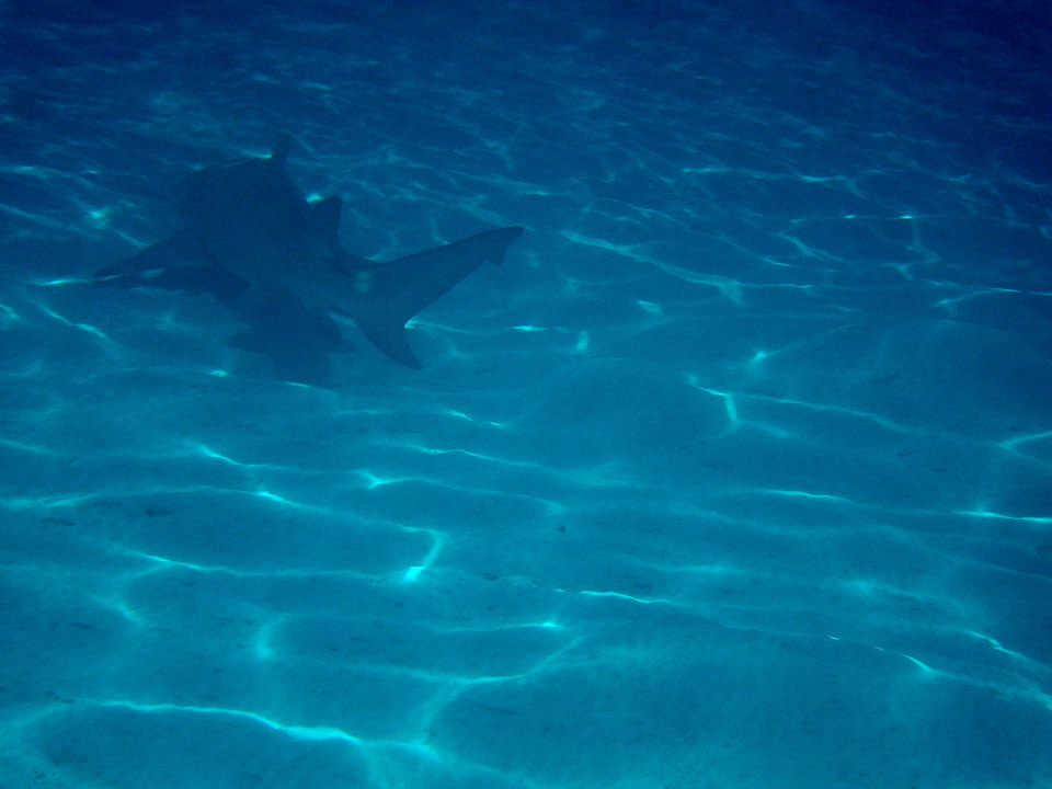 IMGP1294.jpg Sous l eau - Bora Bora - Copyright : See Otherwise 2012 - 2025