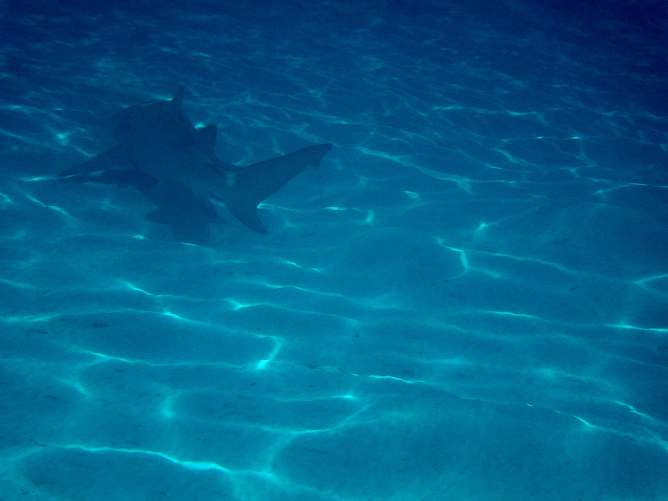 IMGP1294.jpg Sous l eau - Bora Bora - Copyright : See Otherwise 2012 - 2024