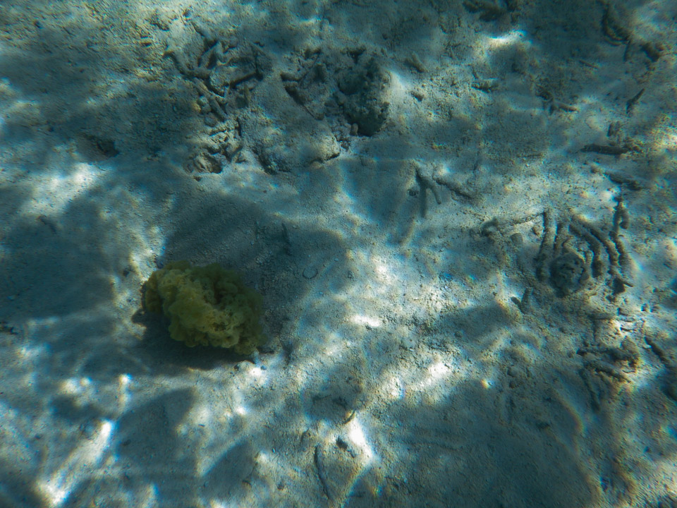 IMGP1318.jpg Sous l eau - Bora Bora - Copyright : See Otherwise 2012 - 2024