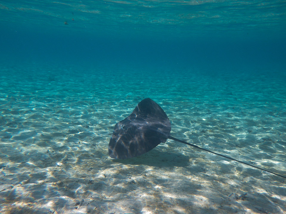 IMGP1321.jpg Sous l eau - Bora Bora - Copyright : See Otherwise 2012 - 2024