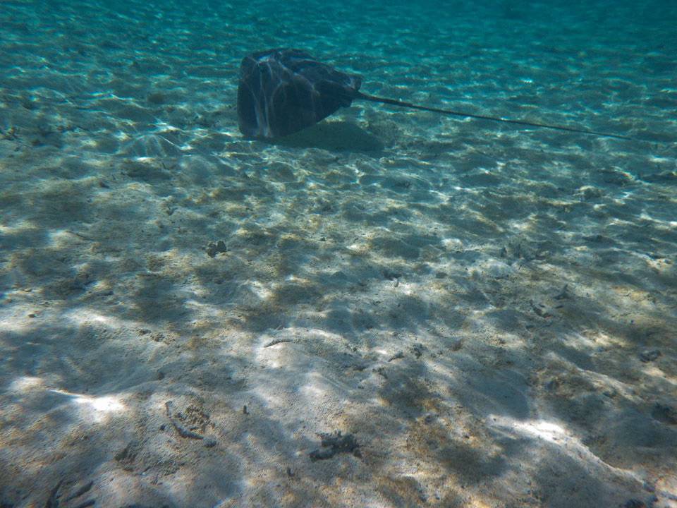 IMGP1322.jpg Sous l eau - Bora Bora - Copyright : See Otherwise 2012 - 2024