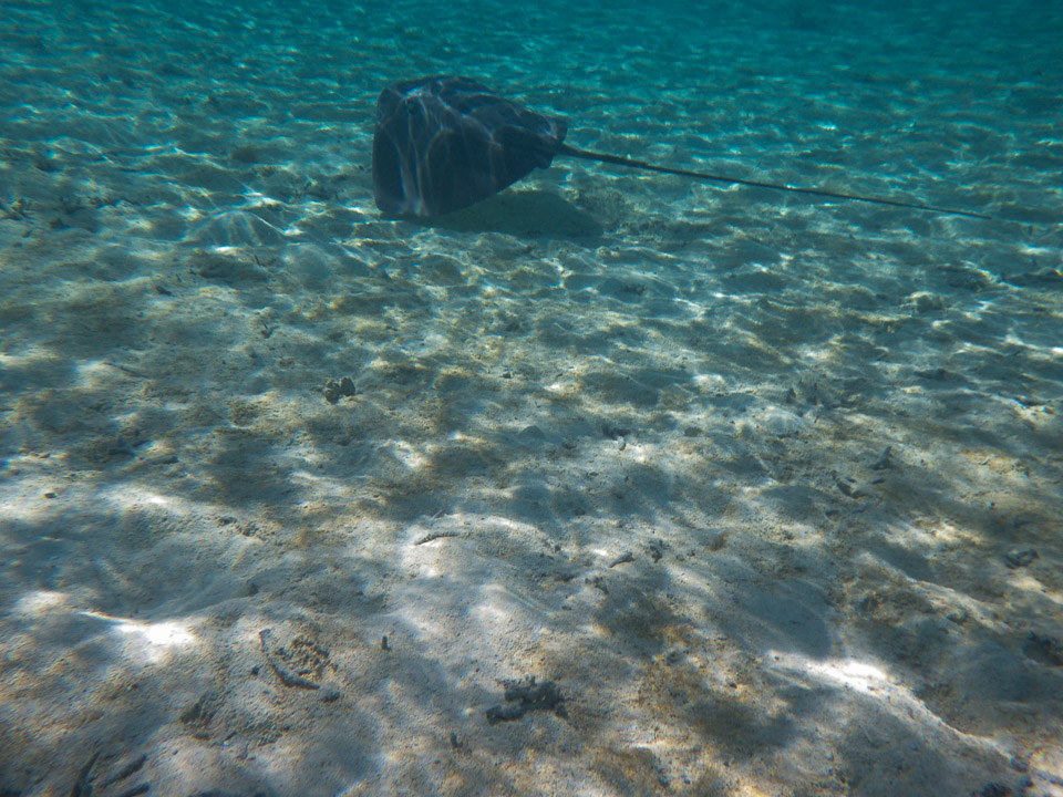 IMGP1322.jpg Sous l eau - Bora Bora - Copyright : See Otherwise 2012 - 2025