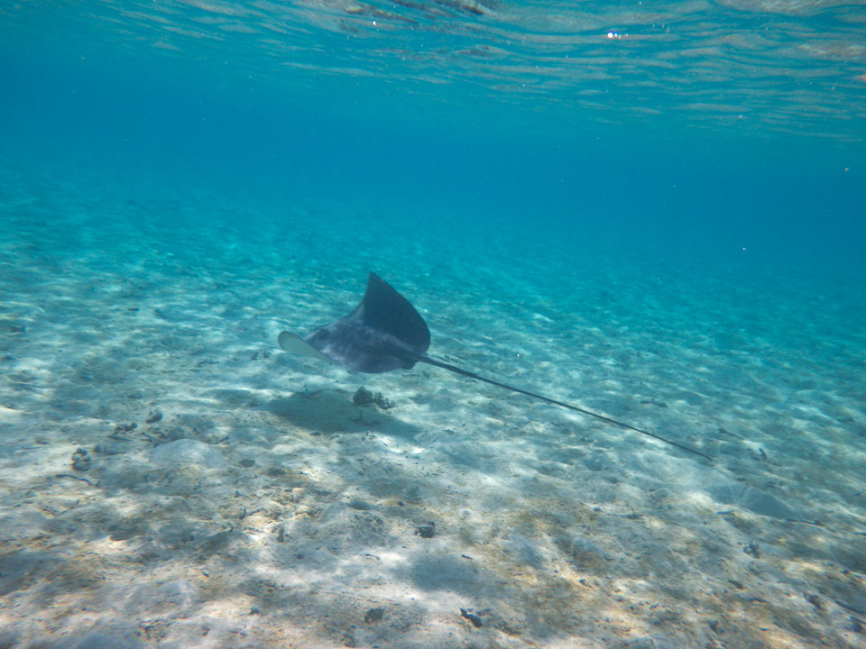 IMGP1323.jpg Sous l eau - Bora Bora - Copyright : See Otherwise 2012 - 2024