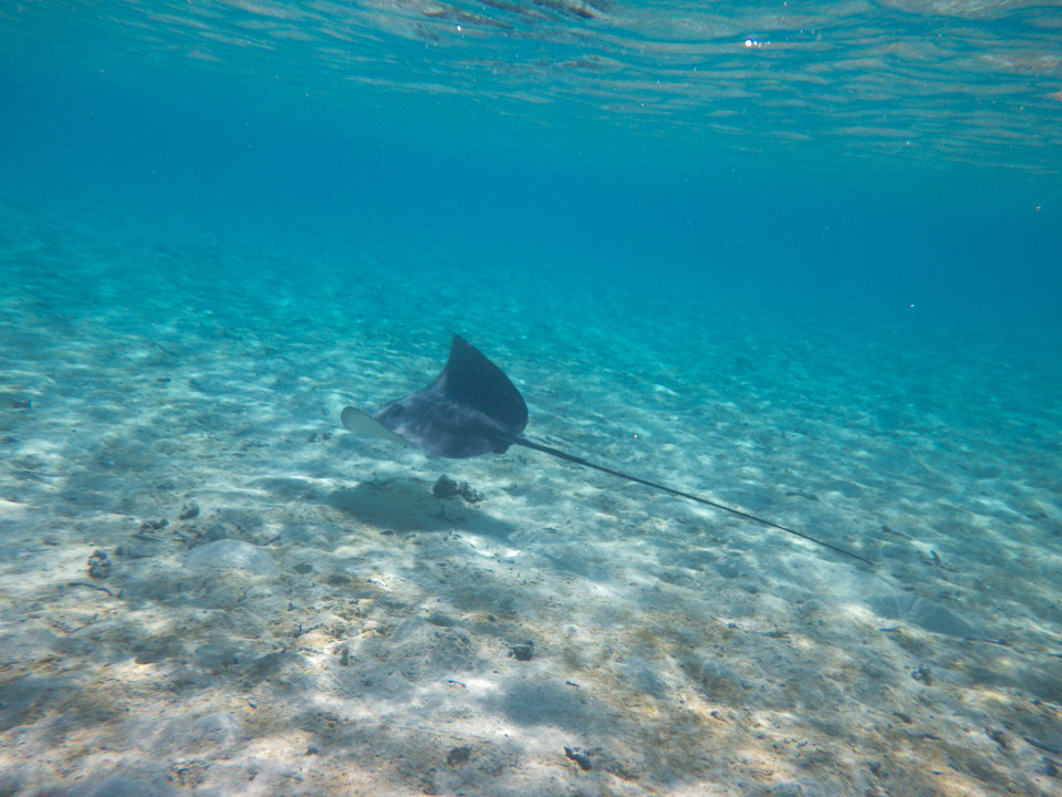 IMGP1323.jpg Sous l eau - Bora Bora - Copyright : See Otherwise 2012 - 2025