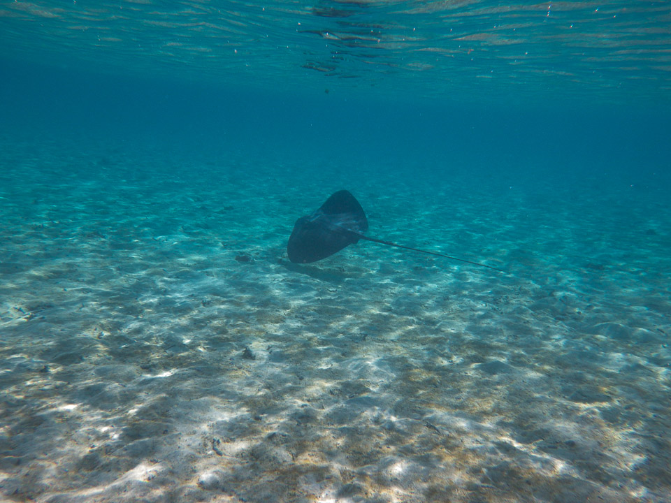 IMGP1325.jpg Sous l eau - Bora Bora - Copyright : See Otherwise 2012 - 2025