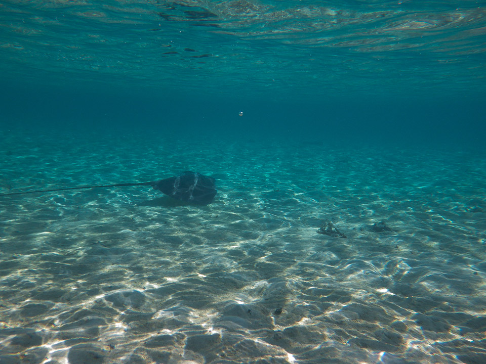 IMGP1327.jpg Sous l eau - Bora Bora - Copyright : See Otherwise 2012 - 2024