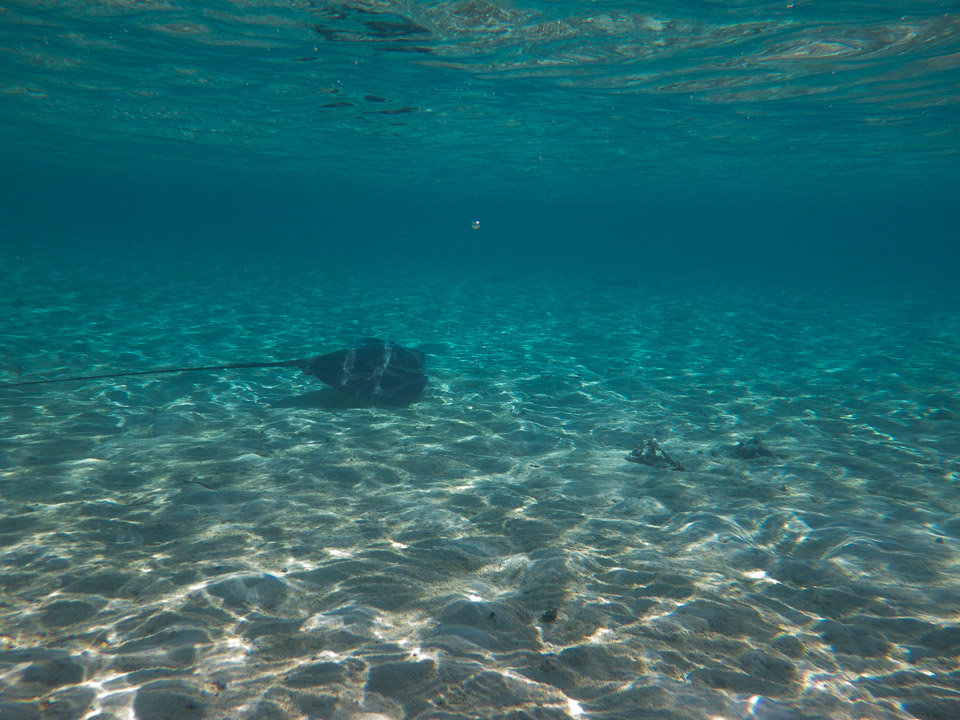 IMGP1327.jpg Sous l eau - Bora Bora - Copyright : See Otherwise 2012 - 2025