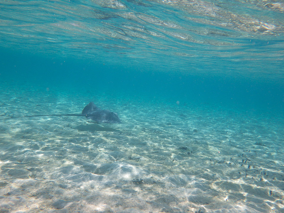 IMGP1329.jpg Sous l eau - Bora Bora - Copyright : See Otherwise 2012 - 2025