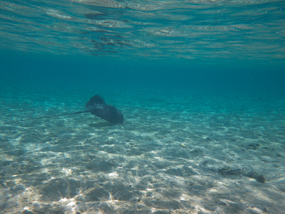 IMGP1331.jpg Sous l eau - Bora Bora - Copyright : See Otherwise 2012 - 2025
