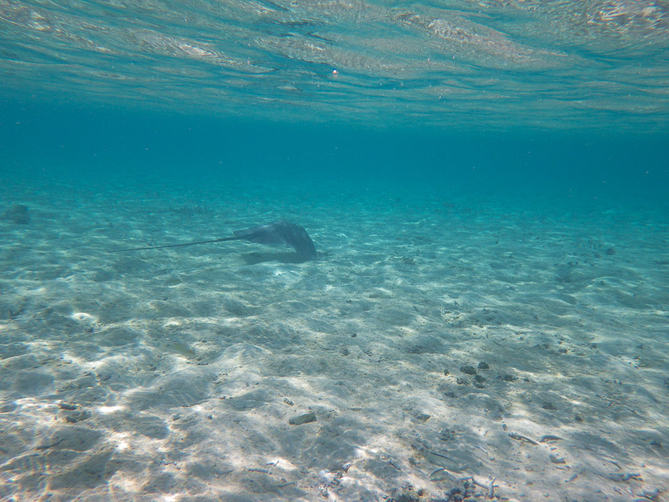 IMGP1332.jpg Sous l eau - Bora Bora - Copyright : See Otherwise 2012 - 2025