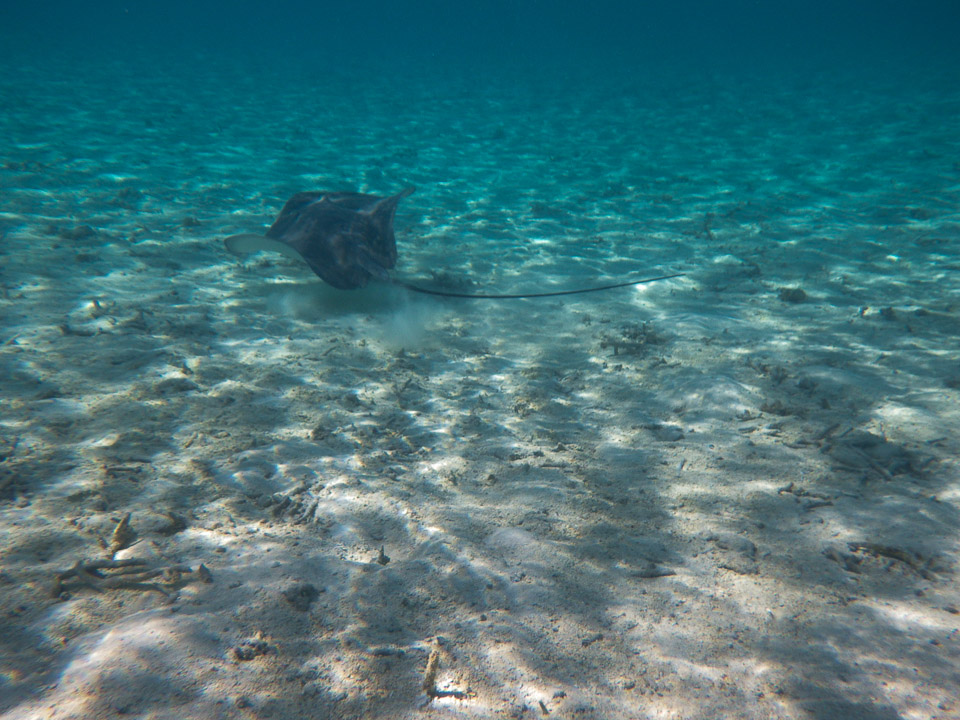 IMGP1334.jpg Sous l eau - Bora Bora - Copyright : See Otherwise 2012 - 2024